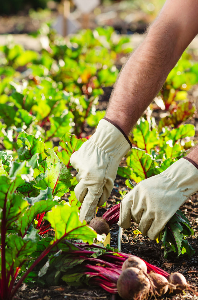 Agriculteur coupant la tige d'une betterave rouge pour la récolter.