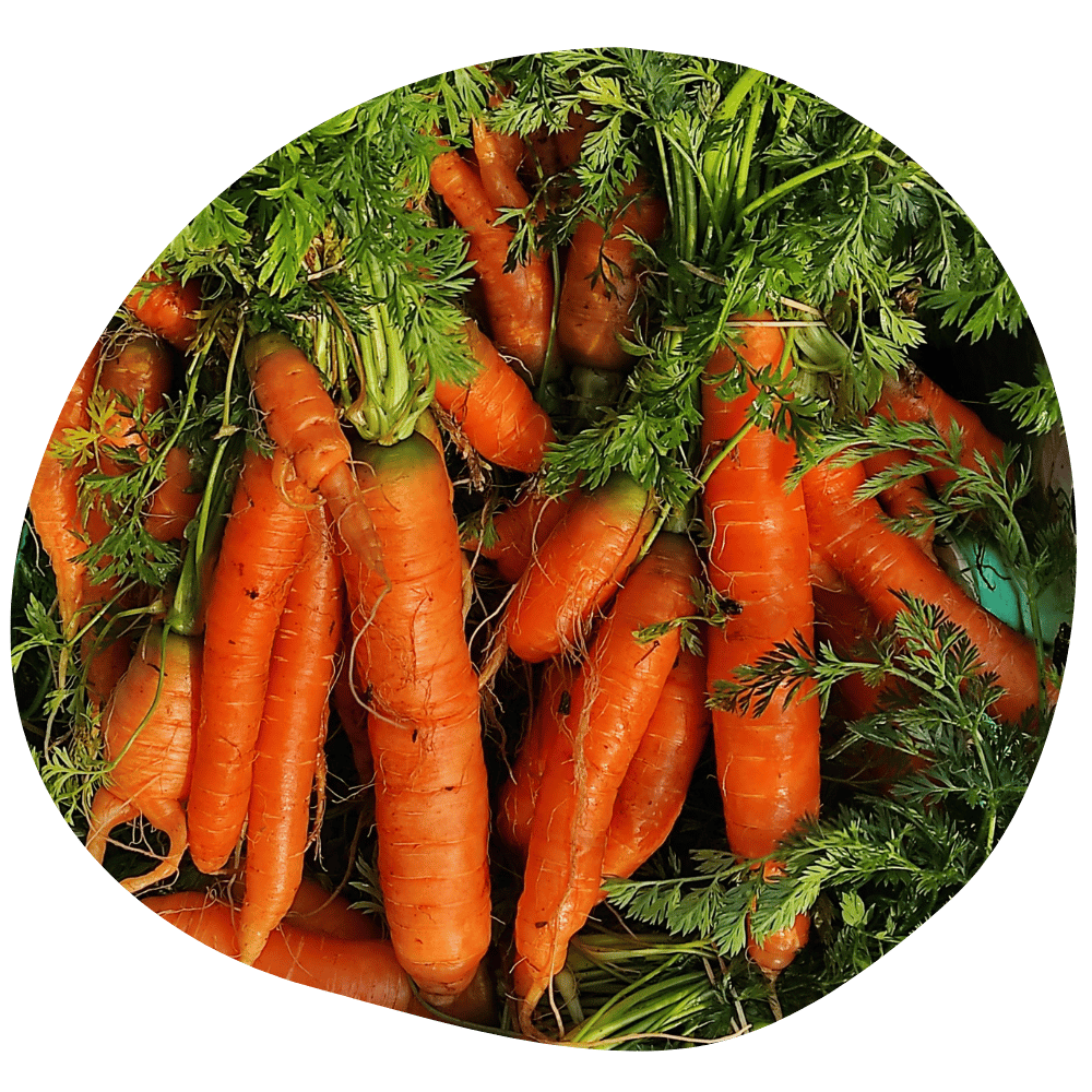 Carottes Quasimodo