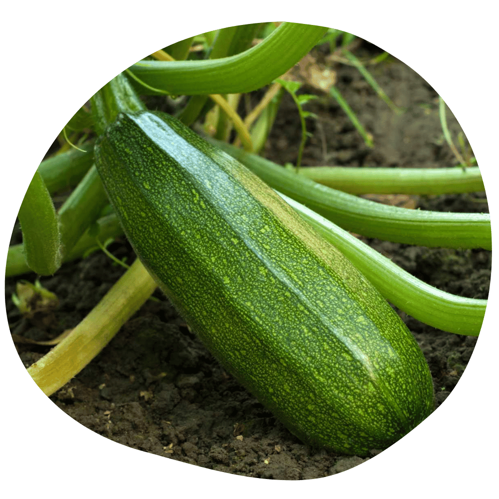 Courgettes Quasimodo
