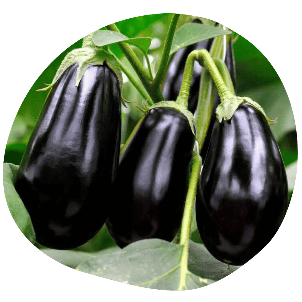 Aubergines Quasimodo délicieuses dans un champ BIO