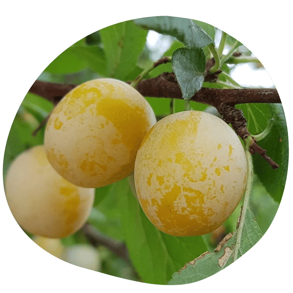 Prunes Quasimodo délicieuses et BIO sur un prunier