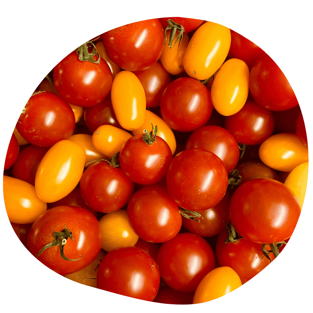 Tomates cerises Quasimodo délicieuses BIO